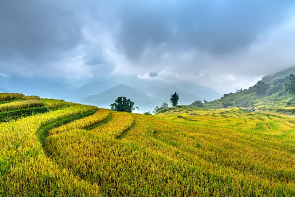 Kho gạo của Trần Hữu Đại